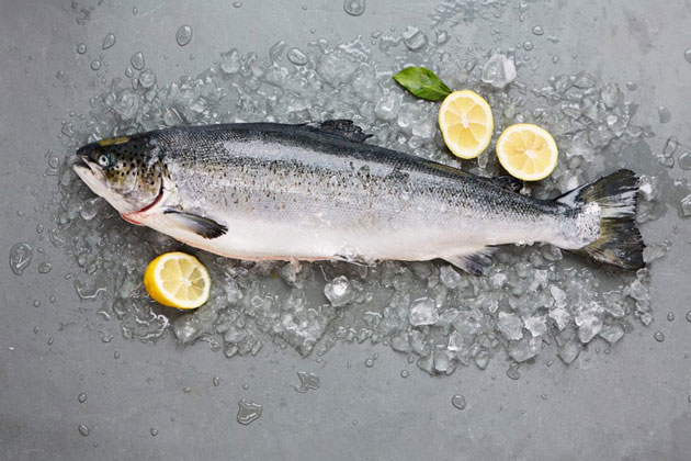 What is coho salmon Full information (step by step)??